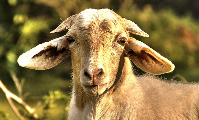 goat_eating_grass.jpg