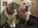 ҵϷ.gif