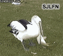 ȥүģӲ.gif