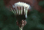 翪ѹӢ.gif