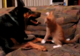 ȵһ.gif