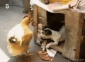 ˣŹҰɣĺܾòˡҪҪ.gif