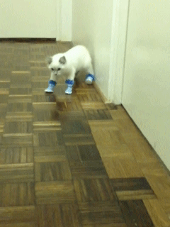 èЬӻ.gif