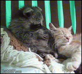 ֪ΪʲôɴôôΪ̰ԣּȰ.gif