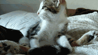 ţ̫ûǾ٤~~.gif