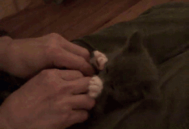 415.gif