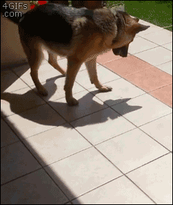 7cefdfa5jw1e7c1dnk3y1g206y088x6p.gif